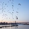 Artist Duke Riley Is Doing Something Crazy With 2,000 Pigeons On The Brooklyn Waterfront